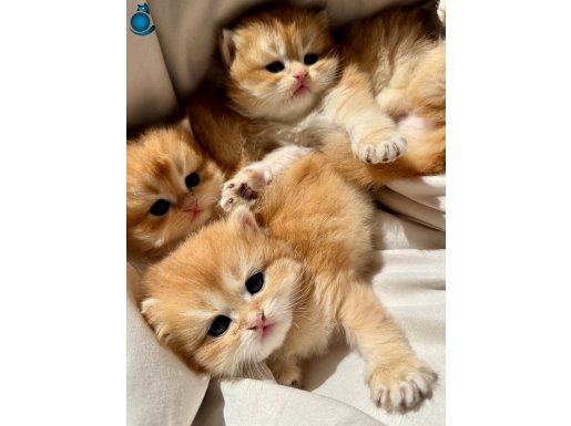 GOLDEN BRITISH LONGHAIR