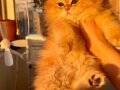  GOLDEN BRITISH LONGHAIR 