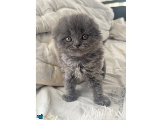 SCOTTISH FOLD KEDI 