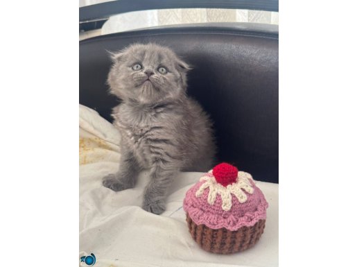 SCOTTISH FOLD KEDI