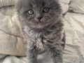 SCOTTISH FOLD KEDI 