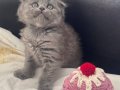 SCOTTISH FOLD KEDI