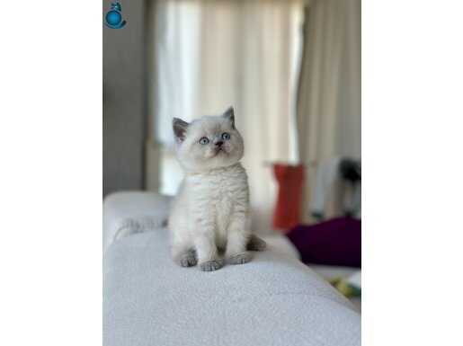 SAFKAN BLUEPOİNT YAVRUMUZ YUVASINI ARIYOR