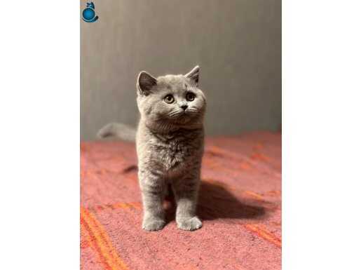 BRİTİSH SHORTHAİR YAVRULARIMIZ YUVASINI ARIYOR