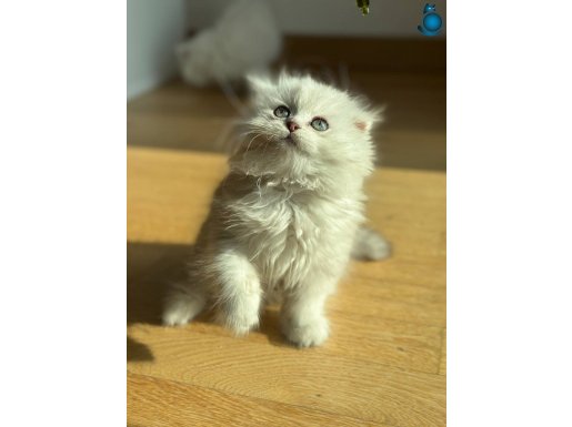 BLUEPOİNT YAVRULARIMIZ YUVASINI ARIYOR