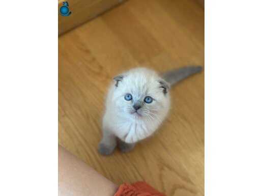 BLUEPOİNT YAVRULARIMIZ YUVASINI ARIYOR 