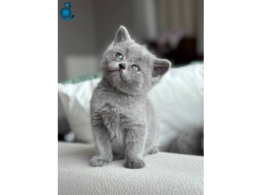 BRİTİSH SHORTHAİR YAVRULARIMIZ YUVASINI ARIYOR