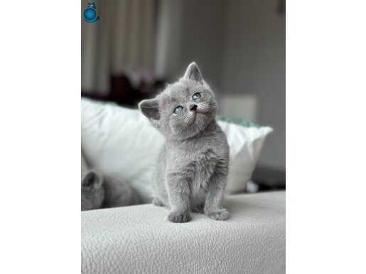 SAFKAN BRİTİSH SHORTHAİR YAVRUMUZ YUVASINI ARIYOR