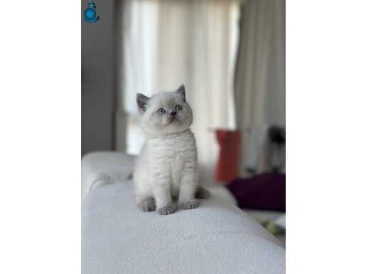 SAFKAN BLUEPOİNT YAVRUMUZ