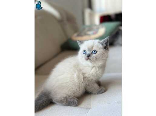 SAFKAN BRİTİSH SHORTHAİR BLUEPOİNT YAVRUMUZ