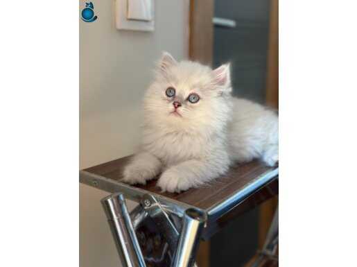 BLUEPOİNT YAVRULARIMIZ YUVASINI ARIYOR