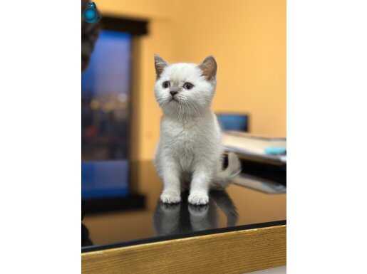 BLUEPOİNT YAVRULARIMIZ YUVASINI ARIYOR 