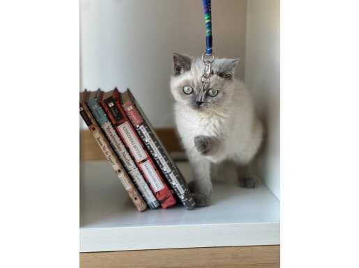 BLUE POİNT YAVRUMUZ YUVASINI ARIYOR