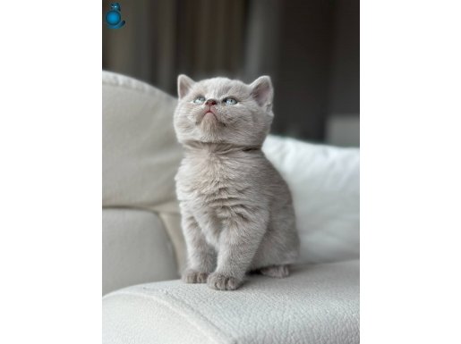 LİLAC BRİTİSH SHORTHAİR YAVRULARIMIZ YUVASINI ARIYOR