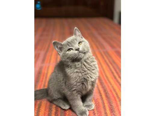 BRİTİSH SHORTHAİR YAVRULARIMIZ YUVASINI ARIYOR