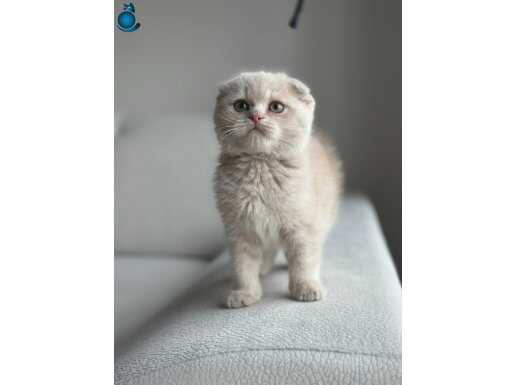 SCOTTİSH FOLD YAVRUMUZ YUVASINI ARIYOR