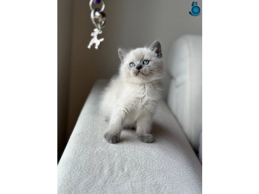 Maskeli Bakışlı British Shorthair Bluepoint Yavrularımız