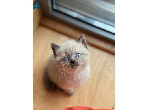 BLUEPOİNT YAVRULARIMIZ YUVASINI ARIYOR