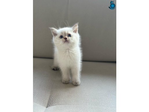 SAFKAN BLUEPOİNT YAVRUMUZ YUVASINI ARIYOR