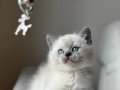 Maskeli Bakışlı British Shorthair Bluepoint Yavrularımız