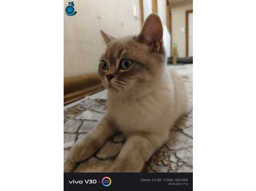 Kedimin İsmi Pamuk yaklaşık 7 aylık erkek, aşıları yok,