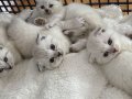 Evimizin prensesinden inci taneleri 