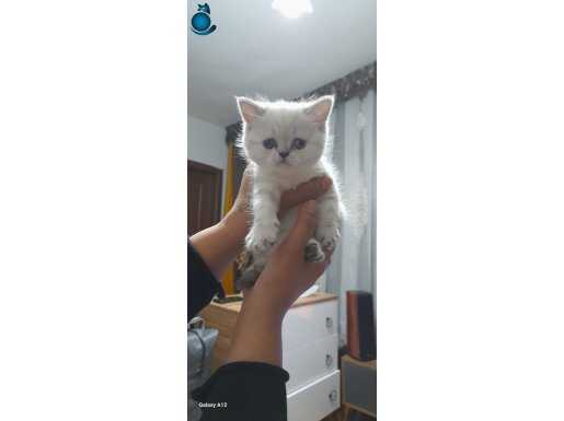 Cins yavru kedi 