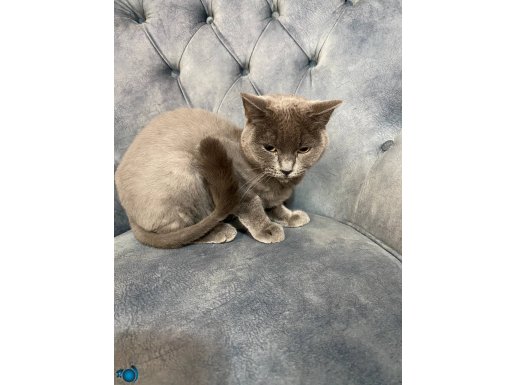 çok cana yakın ve uysal kedi ücretsiz sahiplendiriyorum 
