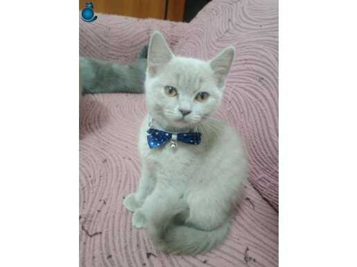 British shorthair