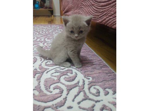 British shorthair