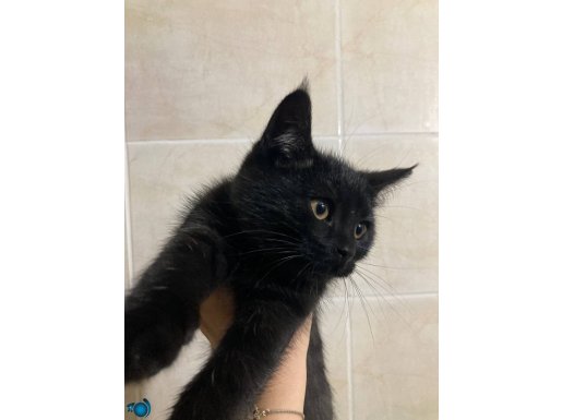 3 aylık british kedi