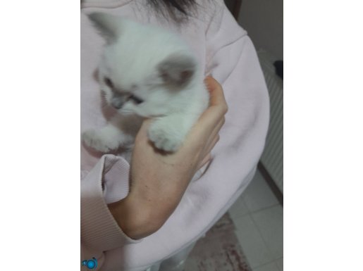 British shorthair dişi