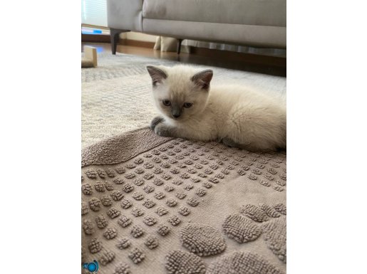 Silverpoınt 2 aylık dişi yavru