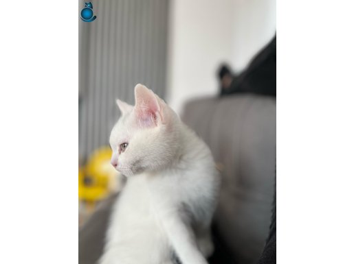 TÜM AŞILARI YAPILI , BRİTİSH SHORTHAİR , 3 AYLIK , ERKEK 