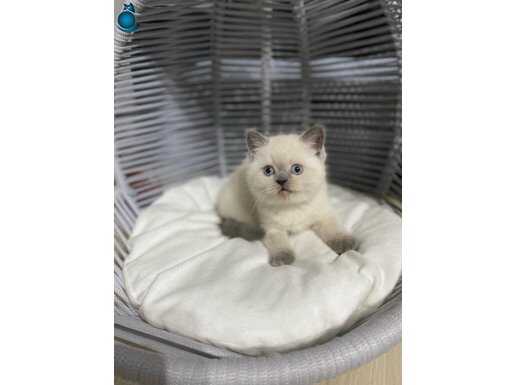 Minik aile ferdi 