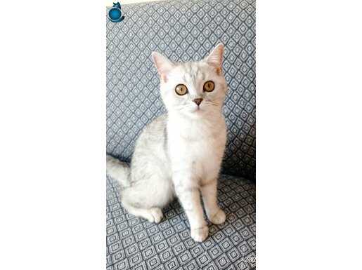 TATLI İNSAN CANLISI SEVECEN BRİTİSH KEDİ