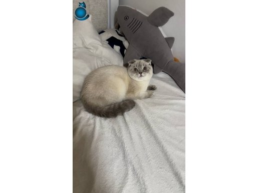 8 aylık eğitimli prenses kızımızı teslim edeceğim 