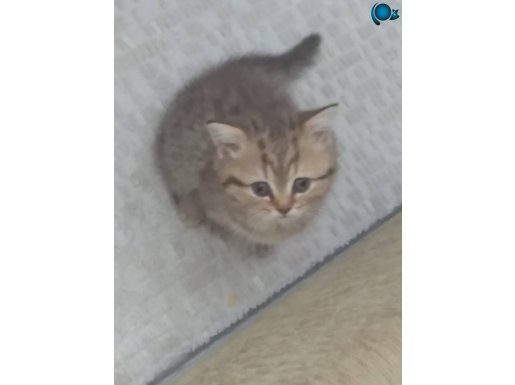 2 aylık british shorthair yeni yuvasını arıyor 
