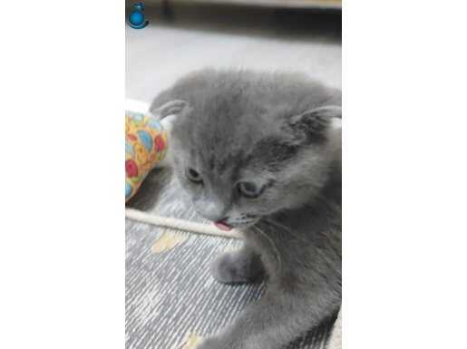 2.5 Aylık bakımlı Yavru kedi