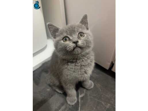 çok akıllı bir kedi