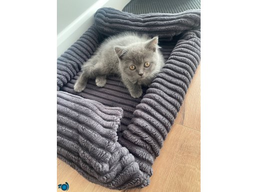 Çok sevimli kedi 