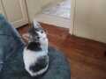 Kedim 5. Aylık tuvalet eğitimli yavur kedi