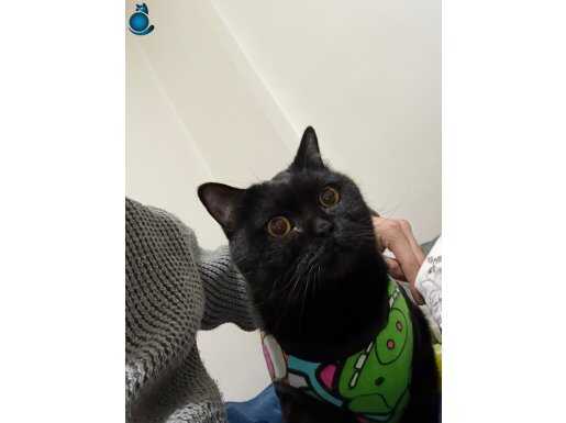 British Shorthair siyah 3 yaşı olucak bu sene 