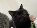 British Shorthair siyah 3 yaşı olucak bu sene 