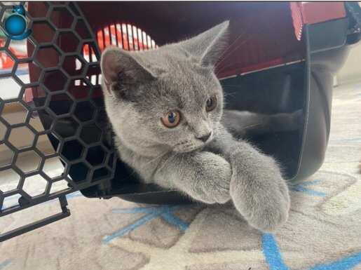 11 aylık dişi uysal bir kedi