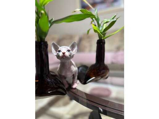 45 günlük erkek sfenks