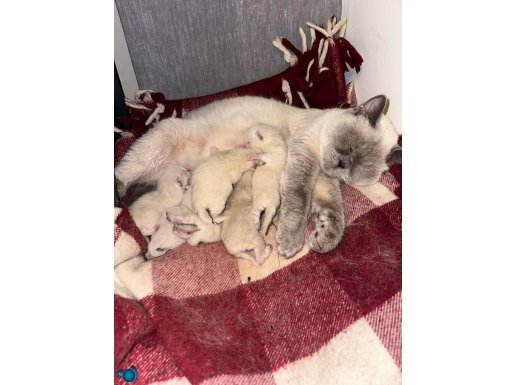 yeni doğum 1 haftalık