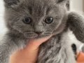 4 tane yavrumuz var sahiplendirmek istiyorum 