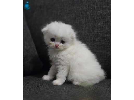 3 adet suan 1.5 aylik scottish fold hepsi disi