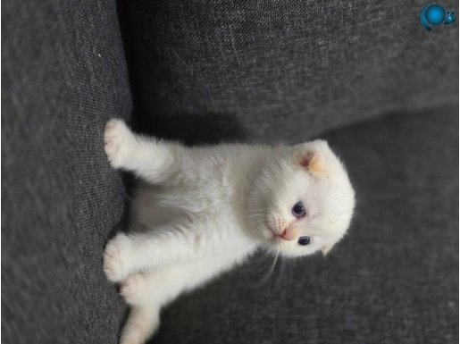Scottish Fold Red Point Yavrumuz Yeni Yuvasını Arıyor! ????